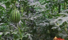 广西又到吃瓜的季节,畅享清凉甜蜜时光”