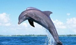 海豚吃瓜软件,揭秘网络社交新潮流