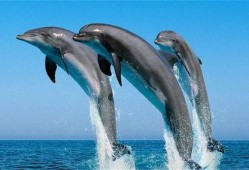 海豚吃瓜软件,揭秘网络社交新潮流