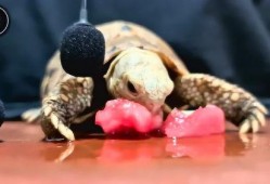 吃瓜吱吱作响,揭秘“吃瓜吱吱作响”的神秘现象