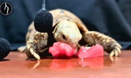 吃瓜吱吱作响,揭秘“吃瓜吱吱作响”的神秘现象