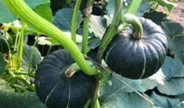 贝贝只吃瓜,一场与瓜果的奇妙邂逅