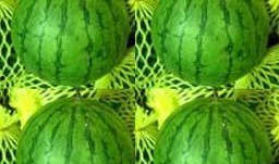 鳳瓜可以吃嗎,美味可口的健康佳肴