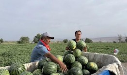 吉安泰和吃瓜现场,揭秘当地特色美食盛宴
