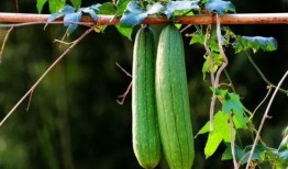 吃瓜太靠前,揭秘娱乐圈幕后真相